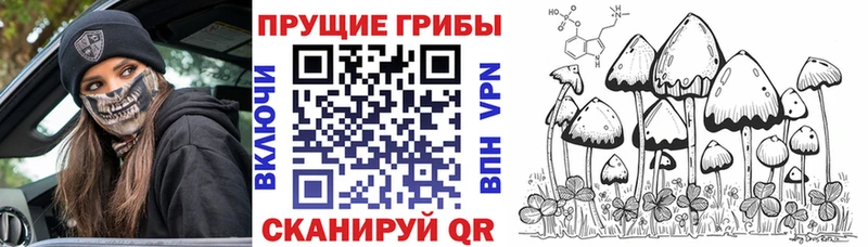Галлюциногенные грибы прущие грибы  Тверь 