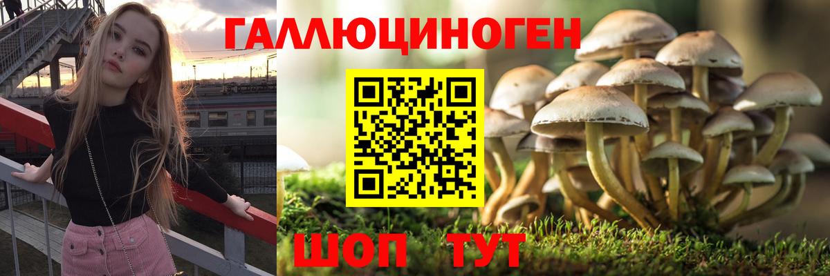 дарнет шоп  Вход с VPN  Тверь  Псилоцибиновые грибы мицелий  Псилоцибиновые грибы мухоморы 